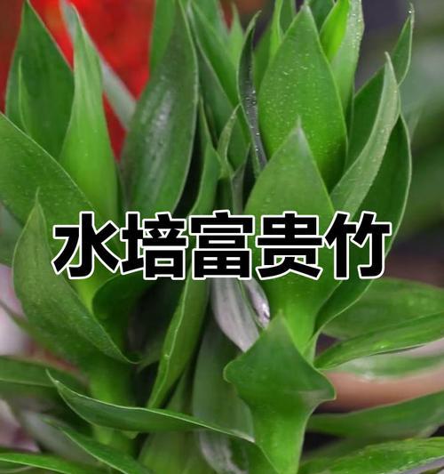 水培富贵竹繁殖的步骤和技巧是什么？