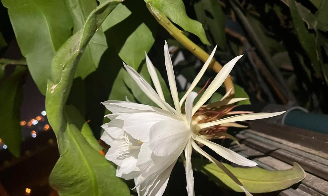 昙花不开花的原因及解决方法是什么？