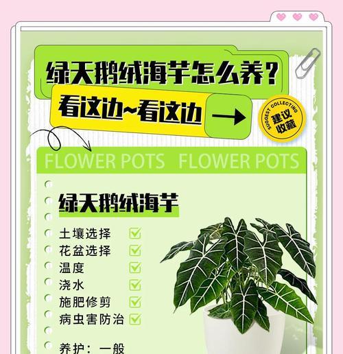 海芋养护技巧有哪些？海芋叶子发黄怎么办？