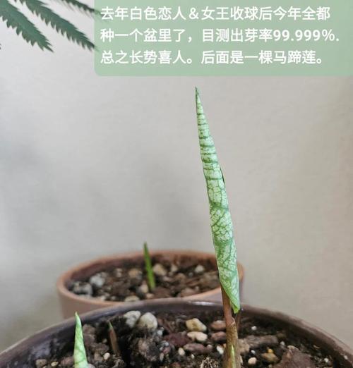 海芋养护技巧有哪些？海芋叶子发黄怎么办？