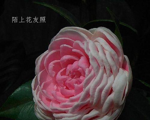 福建花卉品种有哪些？如何选择？