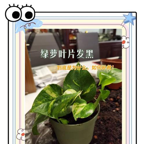 绿萝出现黑斑的解决方法是什么？如何处理绿萝黑斑？