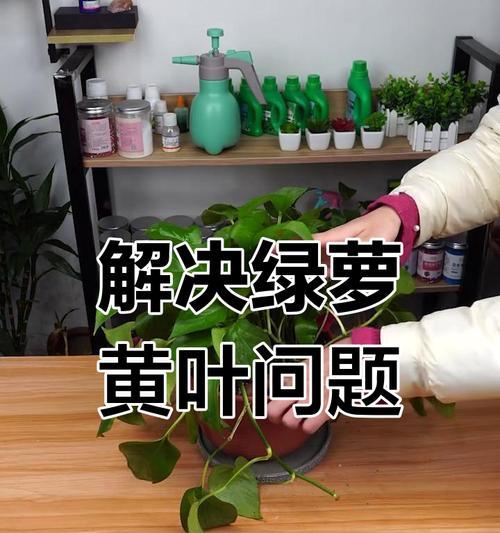 绿萝出现黑斑的解决方法是什么？如何处理绿萝黑斑？