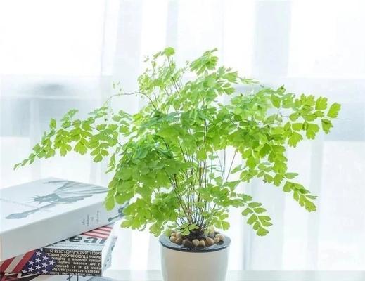 办公室养什么花？哪些植物能提升工作效率？