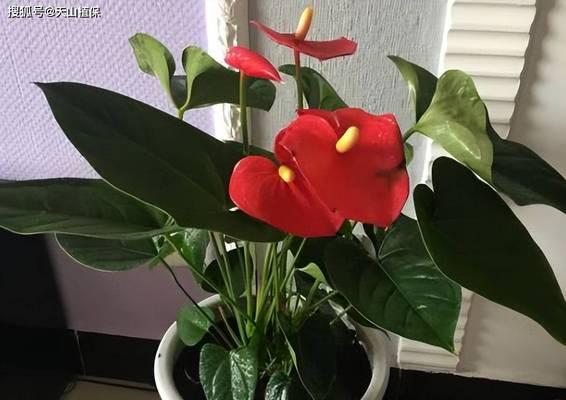 办公室养什么花？哪些植物能提升工作效率？