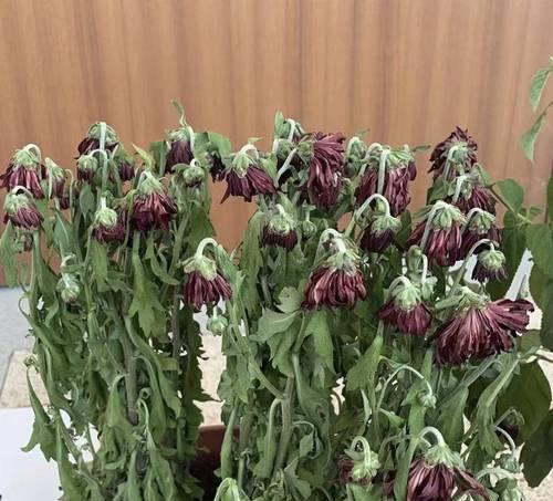 花卉生病了应该怎么办？