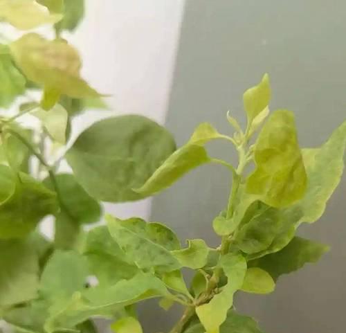 花卉生病了应该怎么办？