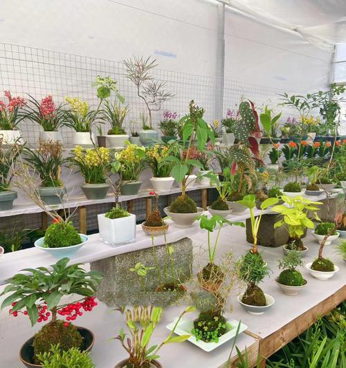 老板桌适合摆放哪些植物？如何选择办公室植物？
