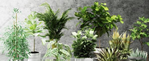老板桌适合摆放哪些植物？如何选择办公室植物？