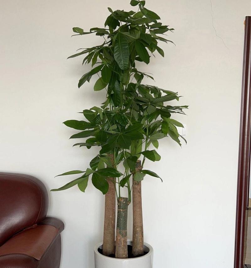 老板桌适合摆放哪些植物？如何选择办公室植物？