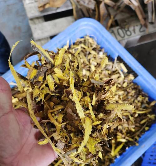 黄柏种子去皮后如何进行催芽处理？