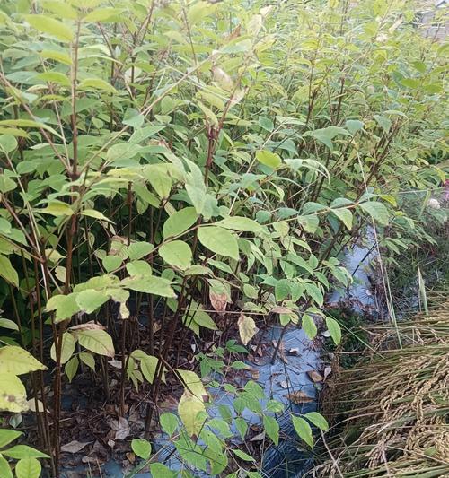 黄柏种子去皮后如何进行催芽处理？