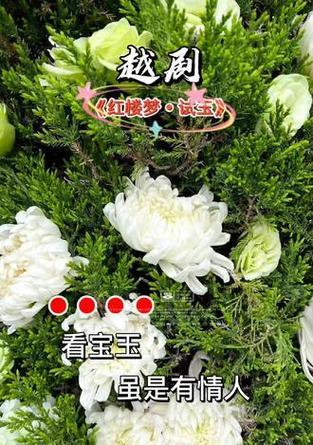 越剧修剪枝条的正确方法是什么？修剪后如何护理？