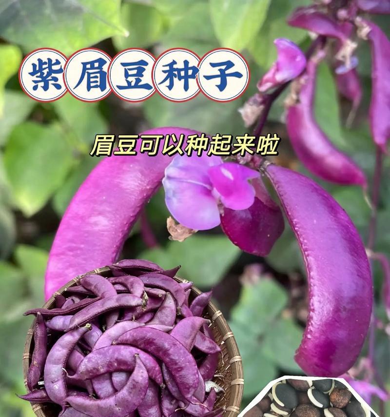 绿眉豆种子催芽成功后如何进行下一步？