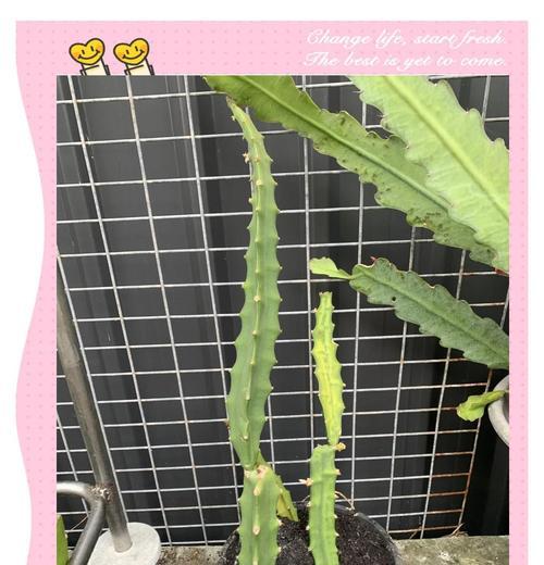 火龙果剪枝后如何正确种植？步骤和注意事项是什么？
