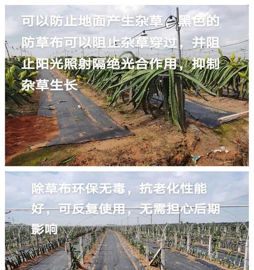 火龙果剪枝后如何正确种植？步骤和注意事项是什么？