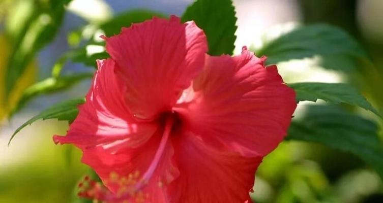 马来花种植方法有哪些？如何确保马来花生长旺盛？