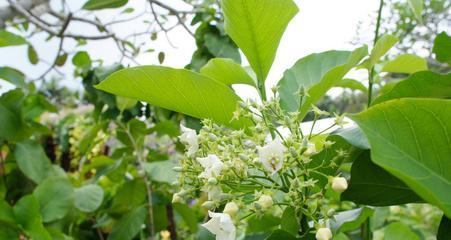 马来花种植方法有哪些？如何确保马来花生长旺盛？