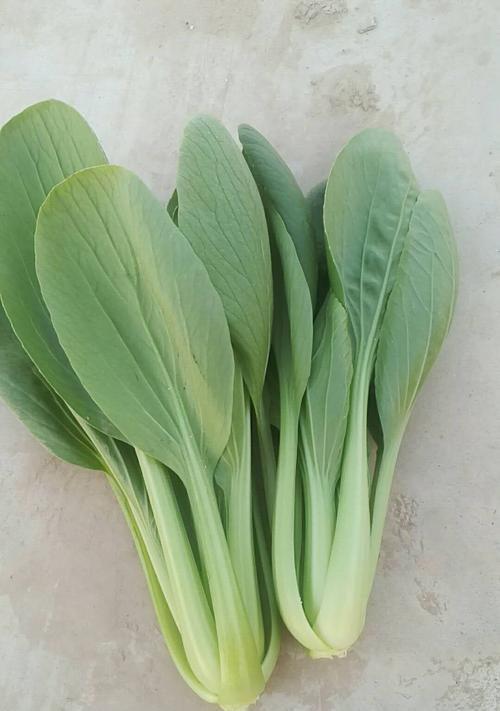 小青菜催芽方法是什么？如何正确进行小青菜催芽操作？