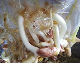 毛巾花生催芽怎么做？步骤和注意事项是什么？