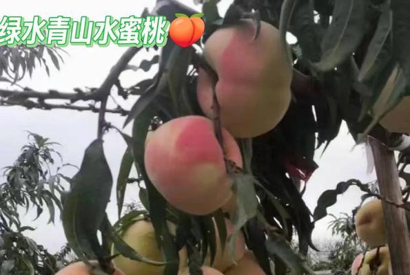 桃子脆桃怎么种植方法？在家也能轻松种植吗？