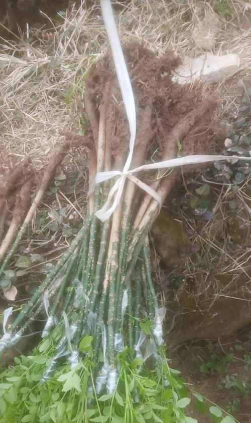 槐树嫁接修剪枝条的正确方法是什么？