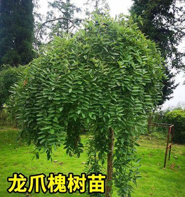 槐树嫁接修剪枝条的正确方法是什么？
