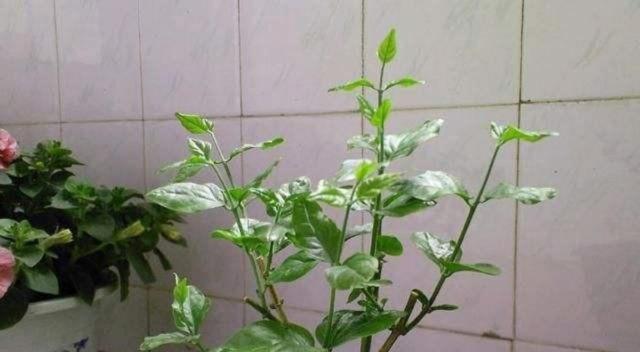苏拉修剪枝条的最佳时机是什么时候？步骤和注意事项有哪些？