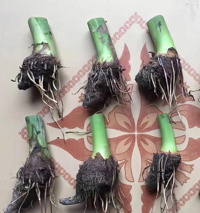 芋头怎么种植方法？掌握这些步骤轻松种出健康芋头！
