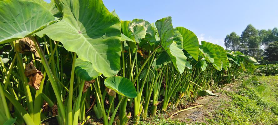 芋头怎么种植方法？掌握这些步骤轻松种出健康芋头！