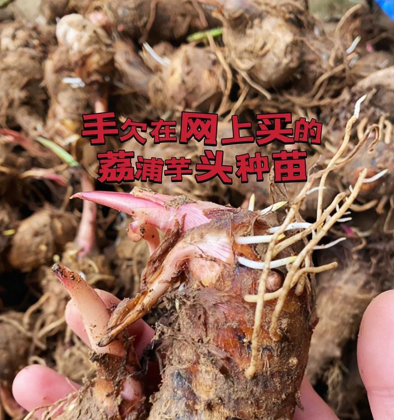 芋头怎么种植方法？掌握这些步骤轻松种出健康芋头！