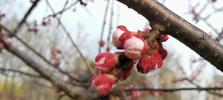 番枝杆杏种植方法是什么？如何正确种植番枝杆杏？