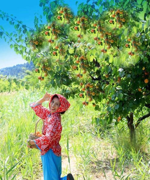 番枝杆杏种植方法是什么？如何正确种植番枝杆杏？