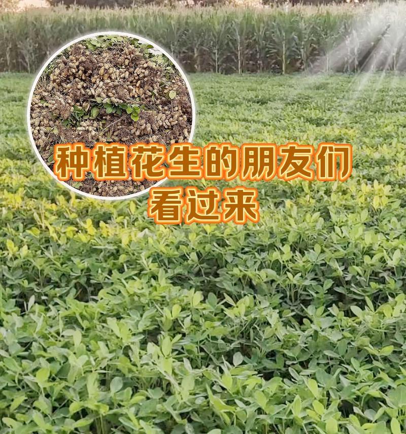 花生怎么种植方法步骤简单？有哪些注意事项？