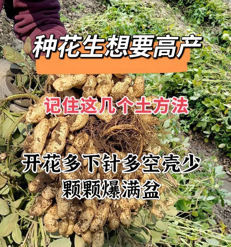 花生怎么种植方法步骤简单？有哪些注意事项？
