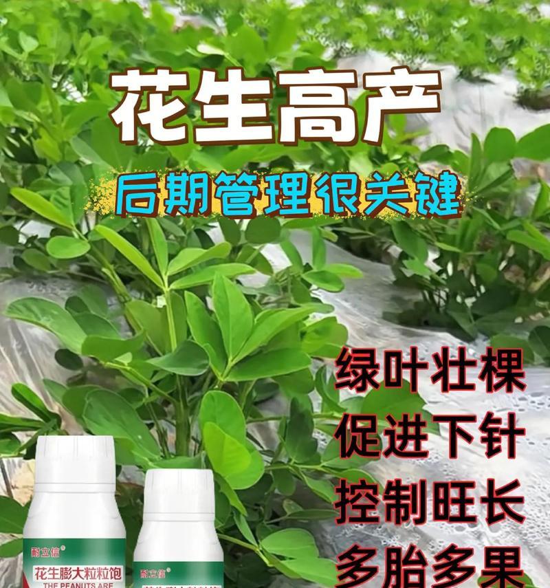 花生怎么种植方法步骤简单？有哪些注意事项？