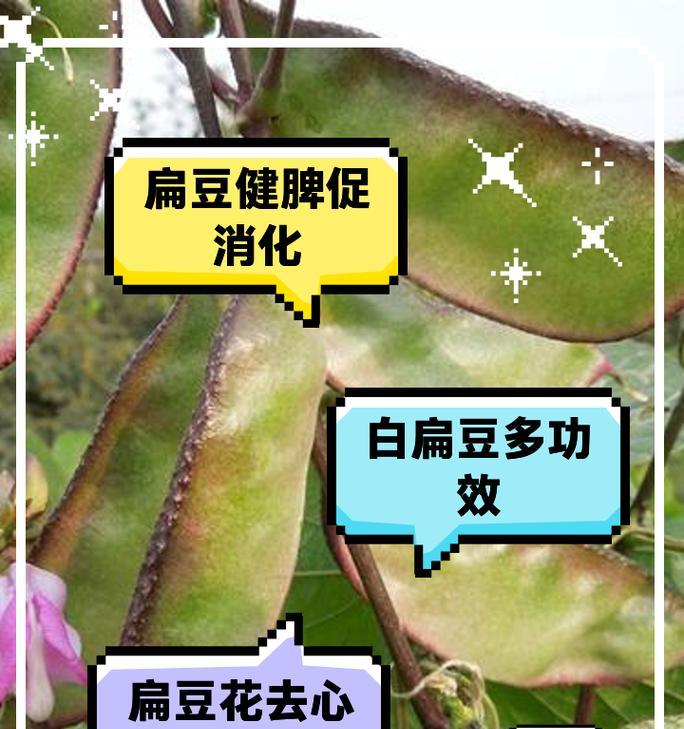 扁梅豆种植方法是什么？如何正确种植扁梅豆？
