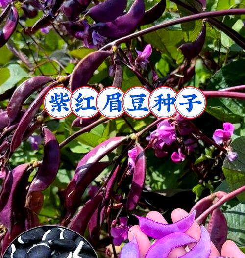 扁梅豆种植方法是什么？如何正确种植扁梅豆？