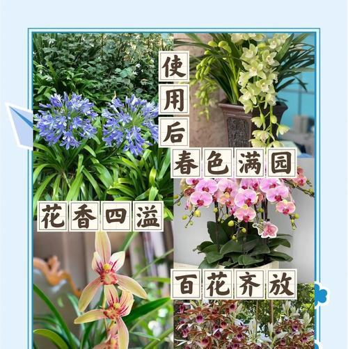 兰花种子种植方法有哪些？如何确保兰花种子成功发芽？