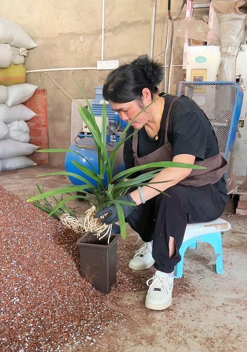 兰花种子种植方法有哪些？如何确保兰花种子成功发芽？