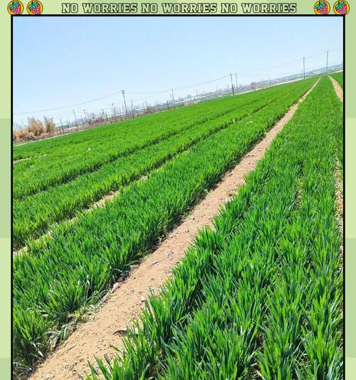 怎么用土种植麦芽方法？步骤和注意事项是什么？