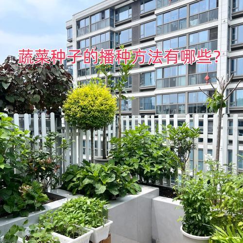 小青菜怎么种植方法？详细步骤和注意事项是什么？