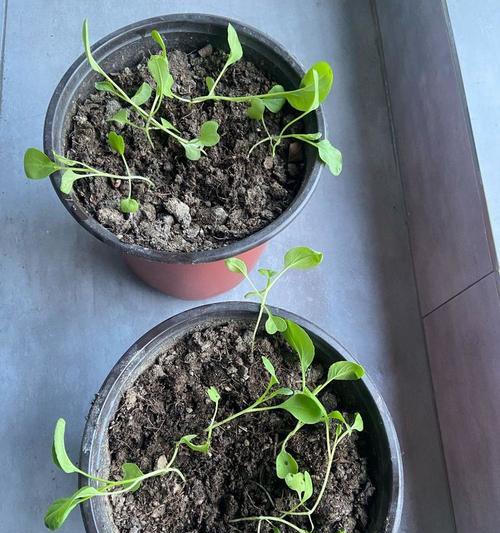 小青菜怎么种植方法？详细步骤和注意事项是什么？