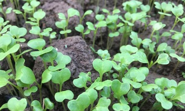 小青菜怎么种植方法？详细步骤和注意事项是什么？