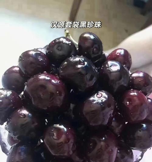 大黑脆瓜种植方法有哪些？如何确保高产丰收？