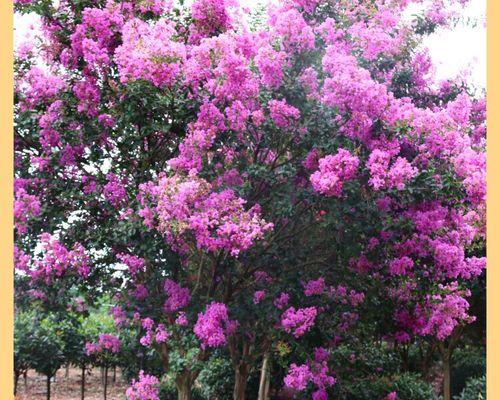 移栽紫薇树催芽方法是什么？如何确保成功发芽？