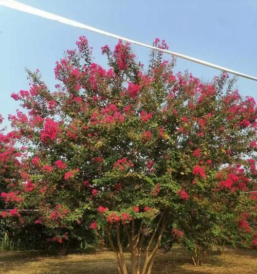 移栽紫薇树催芽方法是什么？如何确保成功发芽？