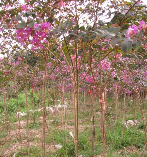 移栽紫薇树催芽方法是什么？如何确保成功发芽？