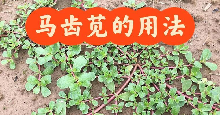 马屎苋怎么种植方法？种植过程中需要注意哪些问题？