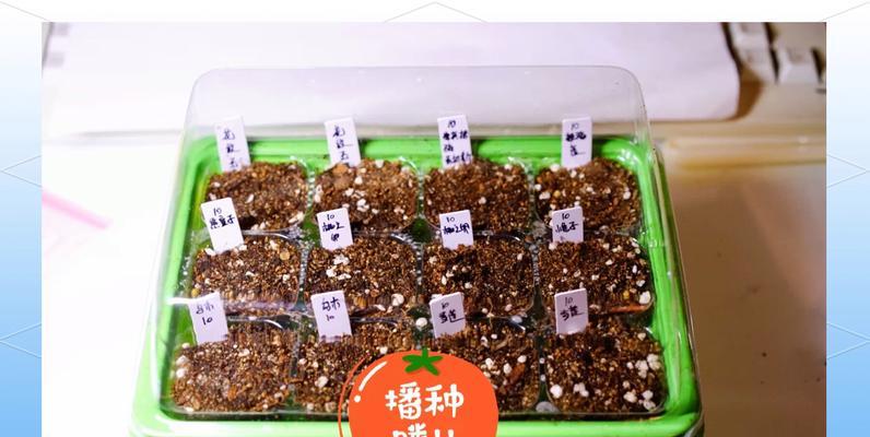 育苗盒催芽方法是什么？如何提高种子发芽率？